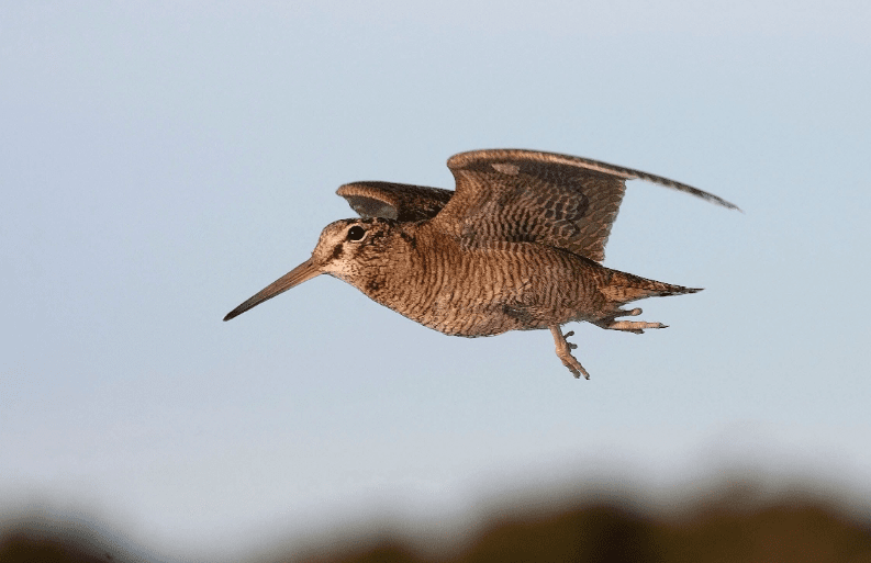 Охота на самцов вальдшнепа.PNG