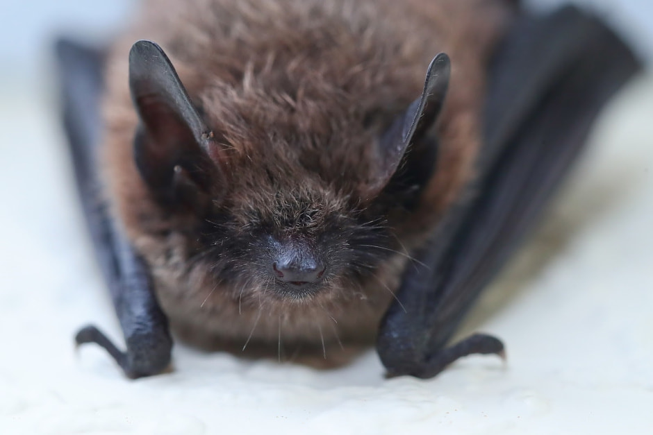 Медицина будущего 5_ночница брандта.jpg