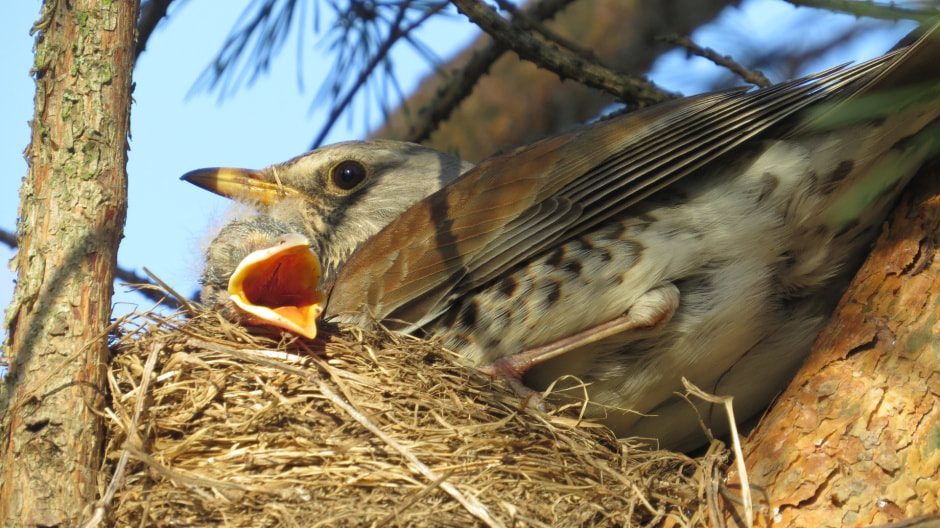 дрозд рябинник с птенцом в гнезде.JPG