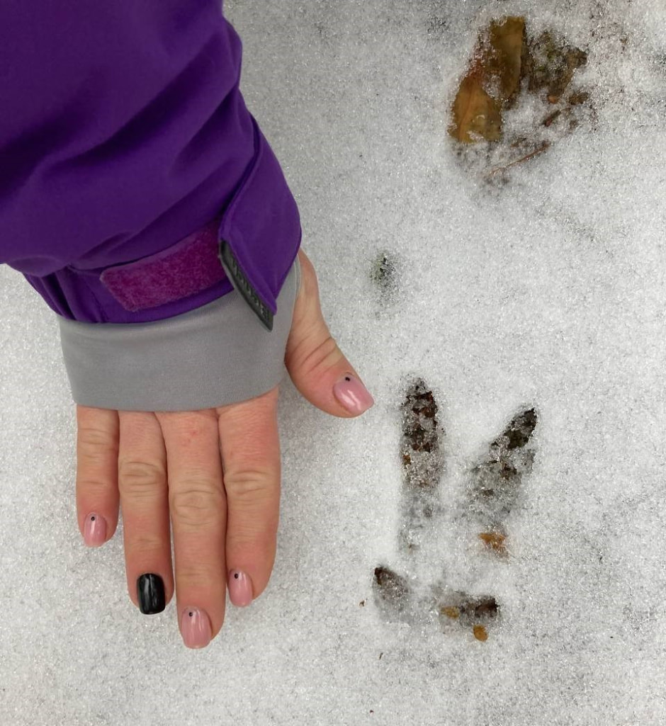 Следы животных 18.jpg