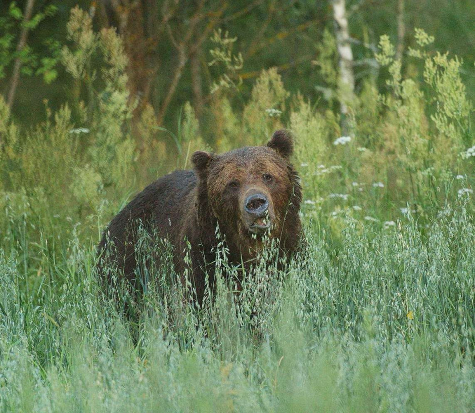 Медведь замечен за поеданием овса на поле — нагуливает запас жира (2).jpg Медведь замечен за поеданием овса на поле — нагуливает запас жира (2).jpg