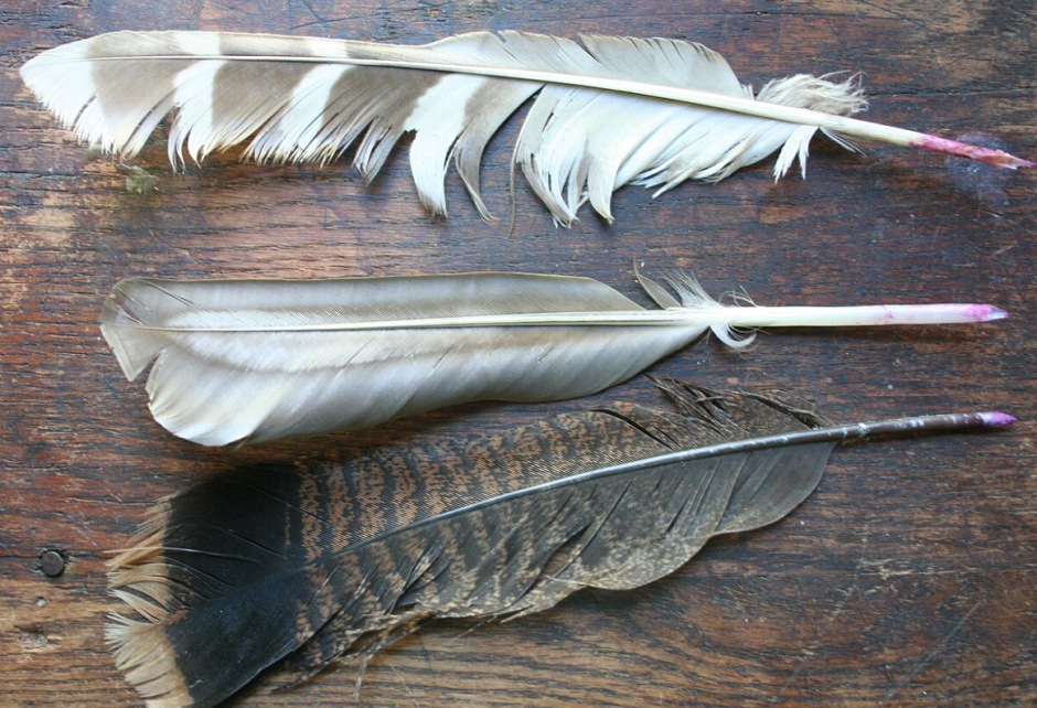 перья4.png перья4.png