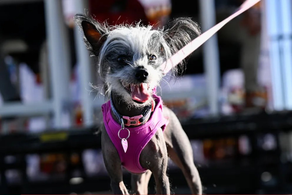 Уродливый щенок