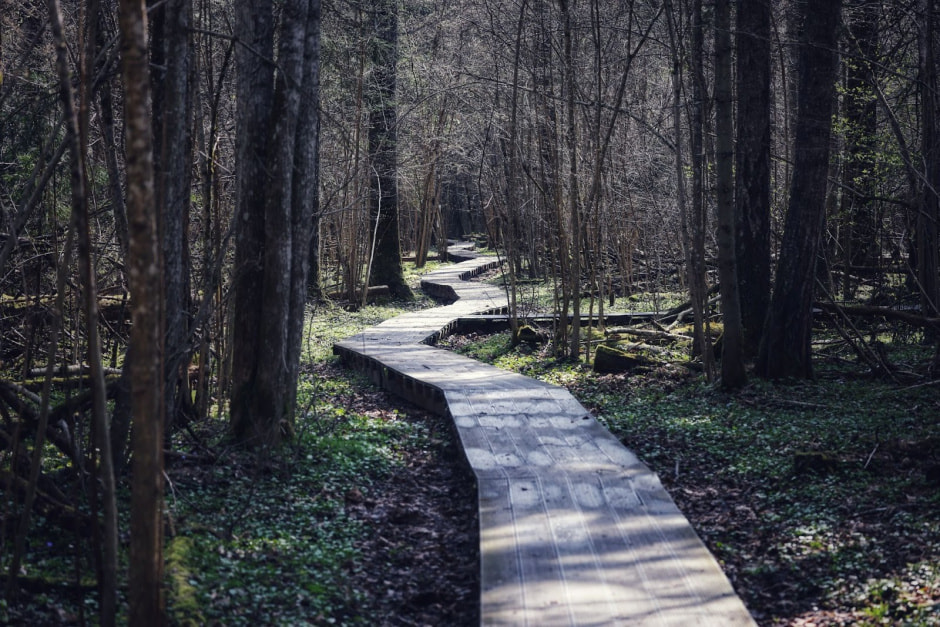 8-Экотропа в Березинском заповеднике.jpg