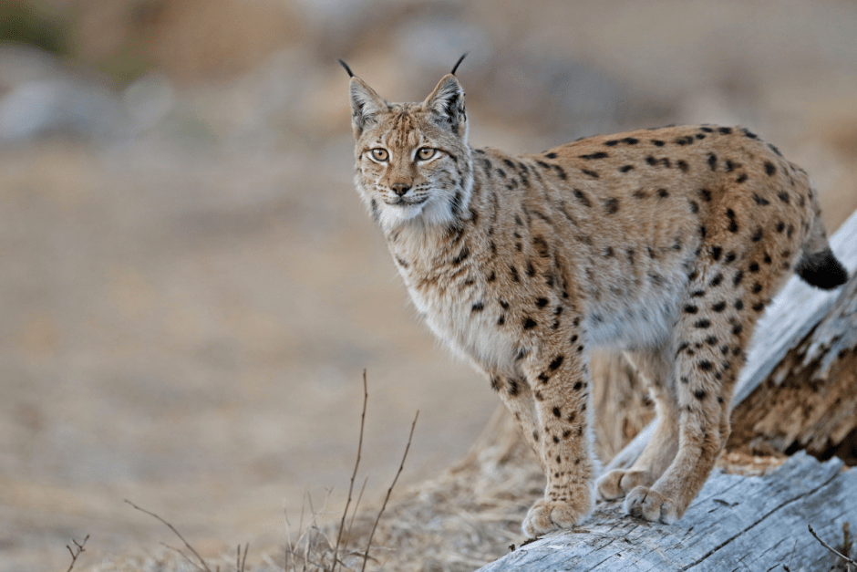 Чем знаменита рысь 5.png