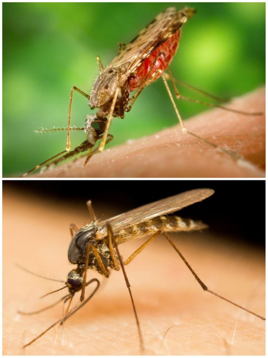 Малярийные комары 8.jpg