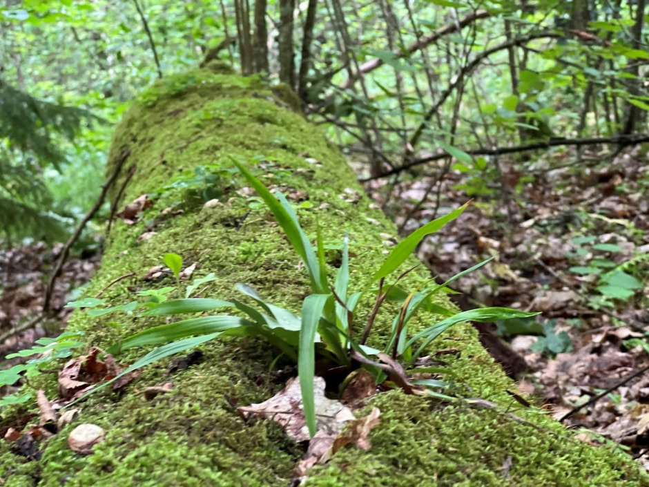 Экспедиция сони 15.jpg Экспедиция сони 15.jpg