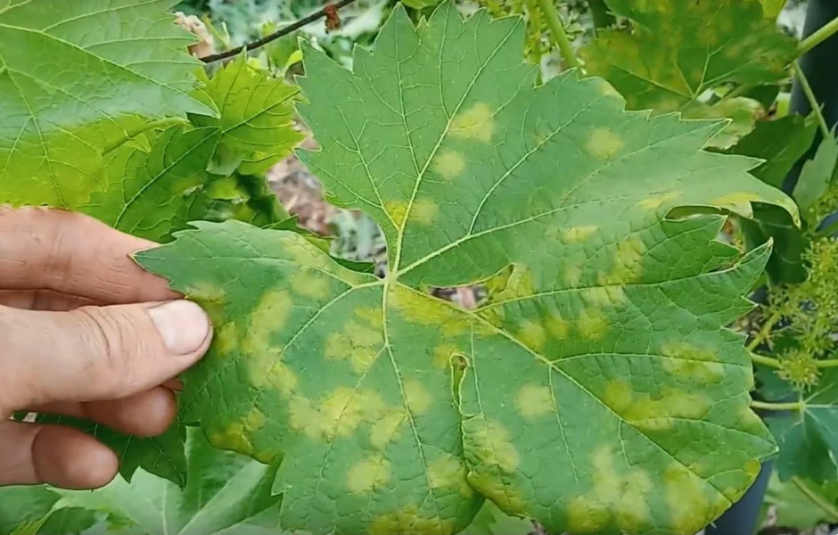 Болезни винограда