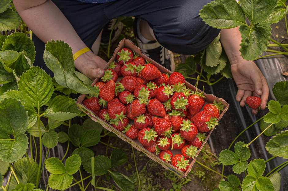 Две семьи выращивают огурцы и клубнику 21.png