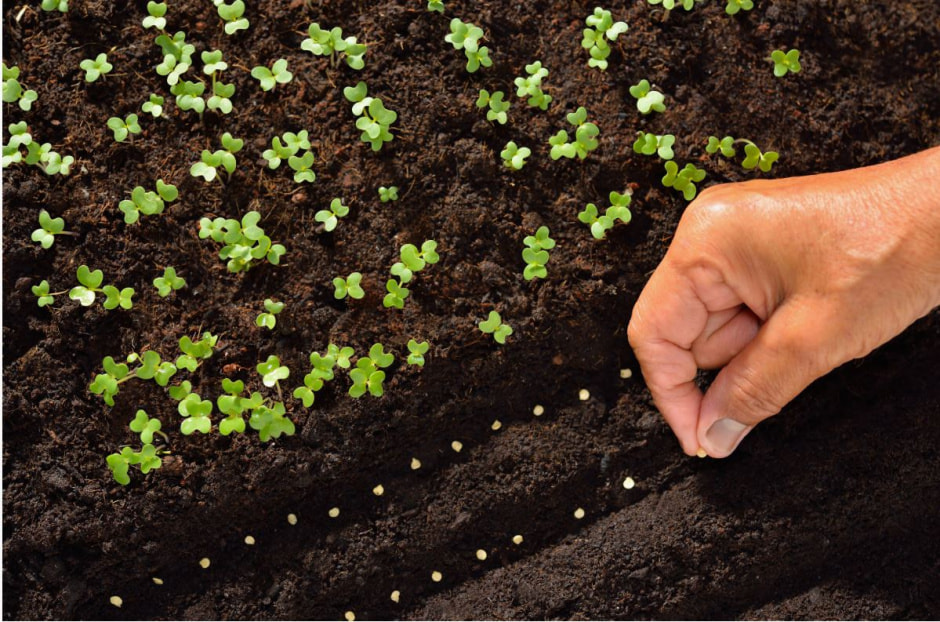 Цветы в июле