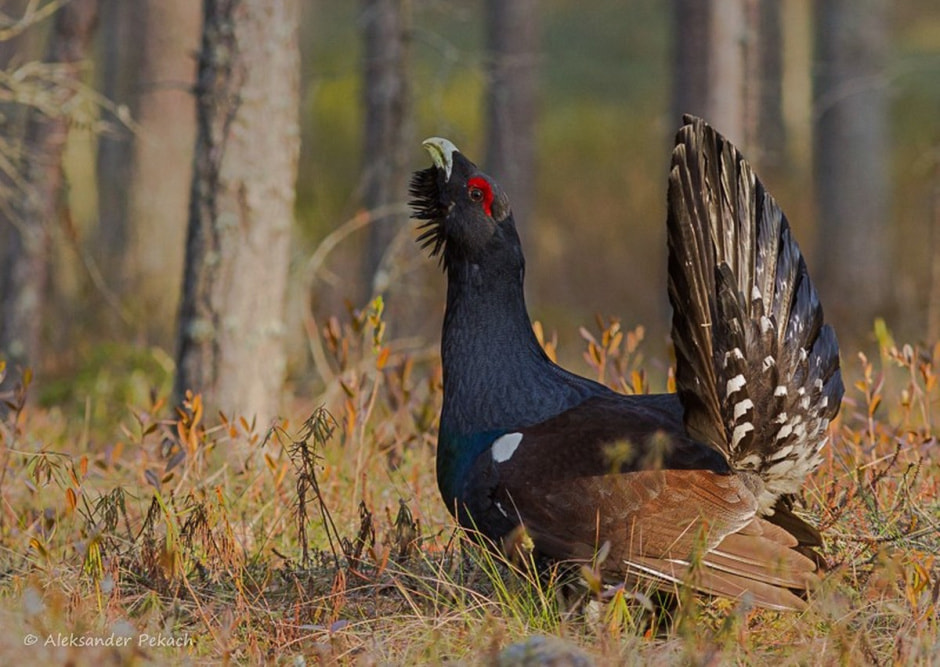 Хата на болоте 17.jpg