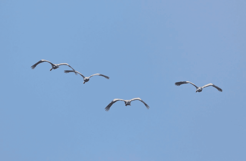Почему птицы возвращаются в Беларусь зимой 2_Журавли.png