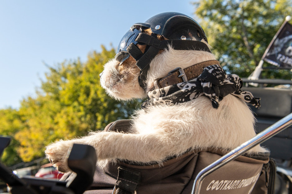 Дог-байкер Джеки