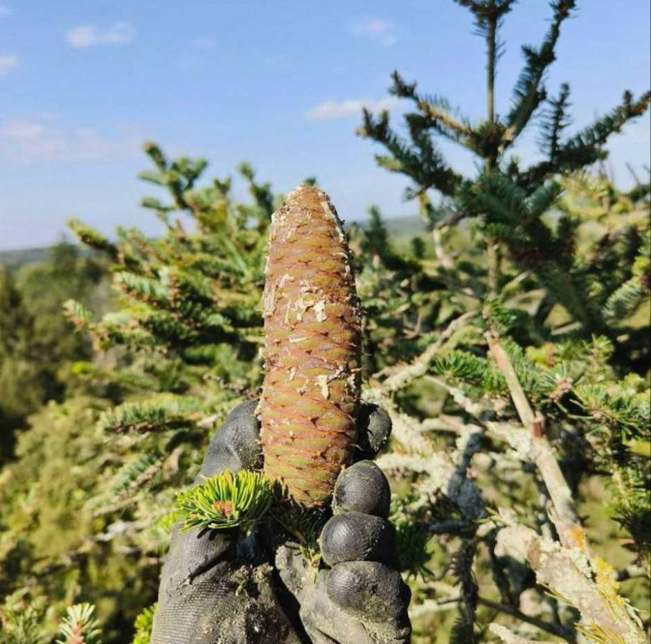 шишка белой пихты.jpg