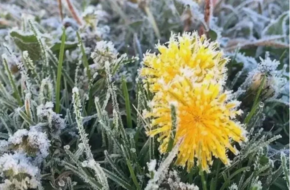 заморозки