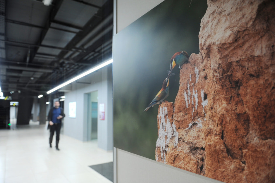 выставка Дикая природа Беларуси 8.JPG