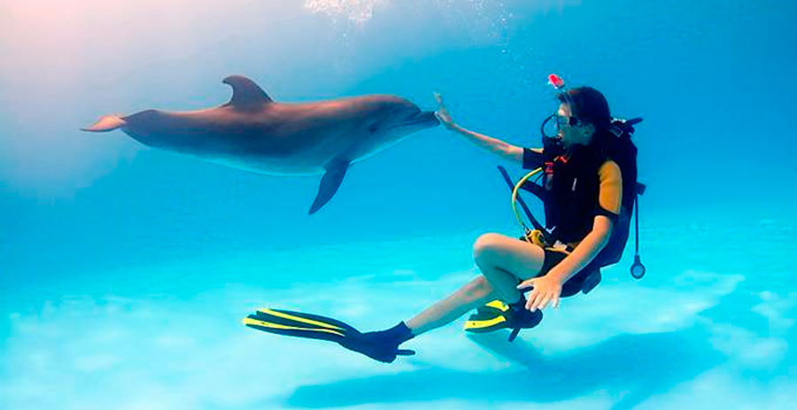 дайвинг-дельфины.jpg дайвинг-дельфины.jpg