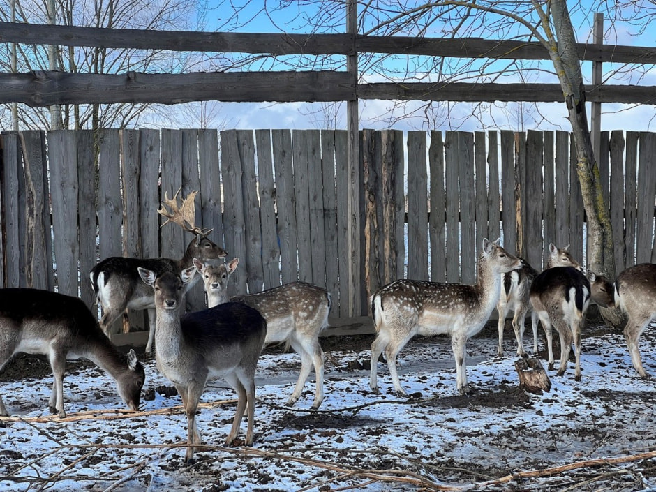 Экопарк Акварель 28.jpg Экопарк Акварель 28.jpg