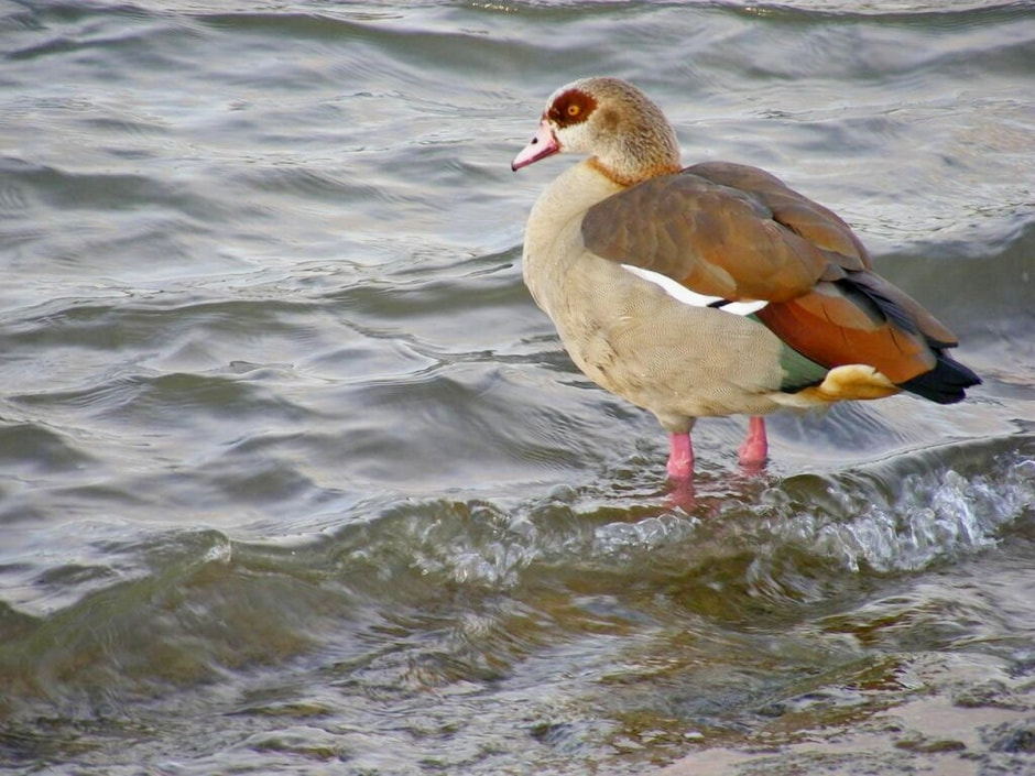 Водоплавающие птицы 9.jpg