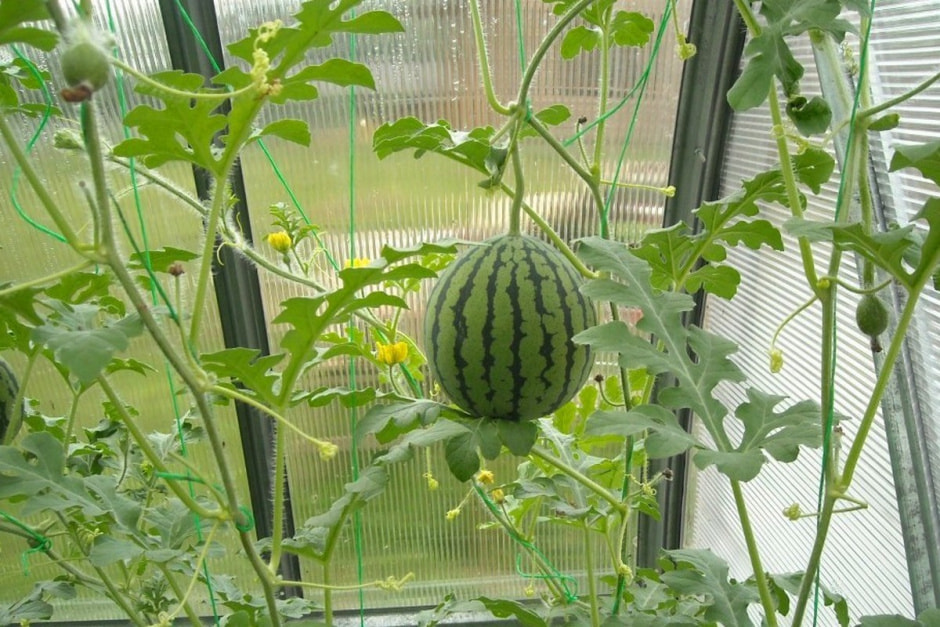 Арбуз на балконе.jpg