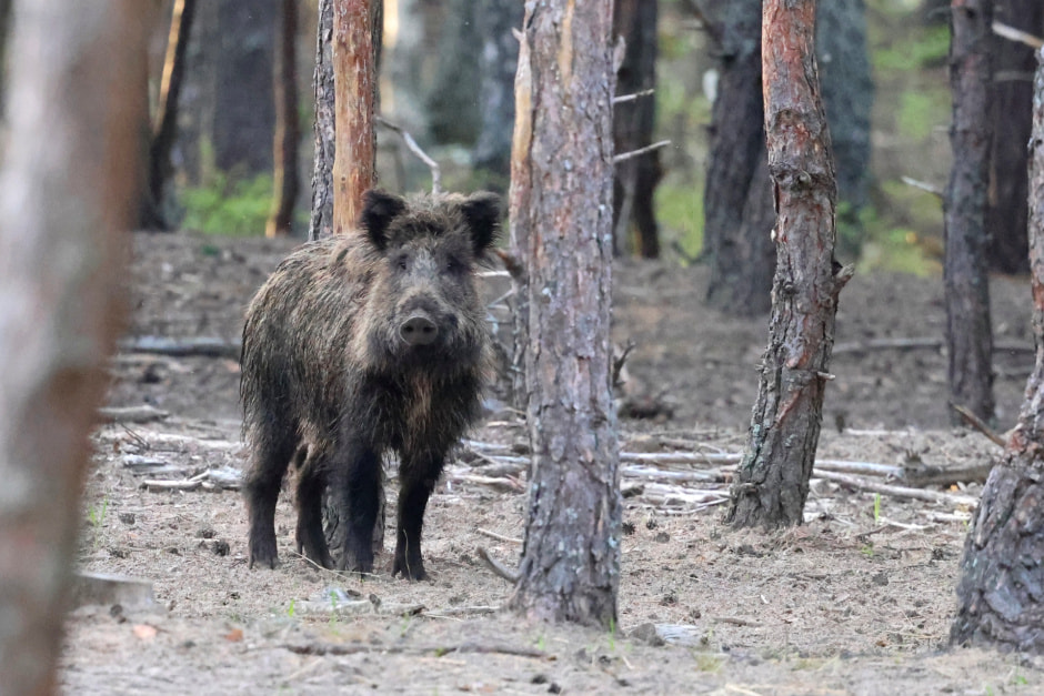 Кабан фото Инны Шкурко