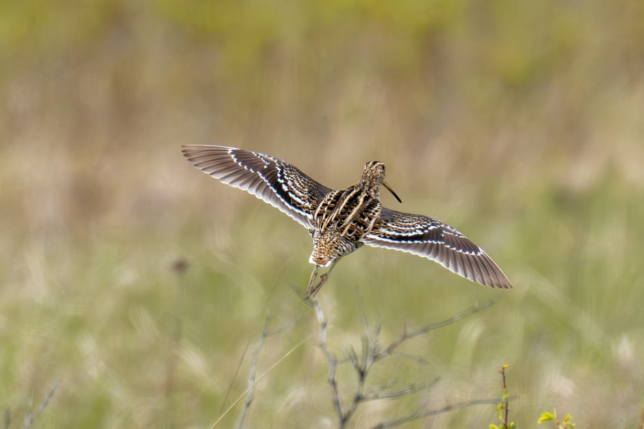 Миграция белорусских птиц 6.jpg