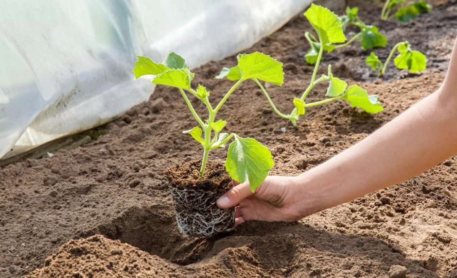 Когда что садить на даче 8.jpg