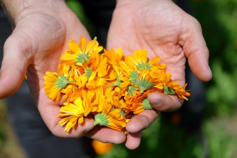 Фиточаи Калина 3.jpg