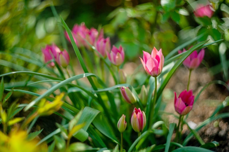 Семья Шокало и экзотический сад 3.jpg