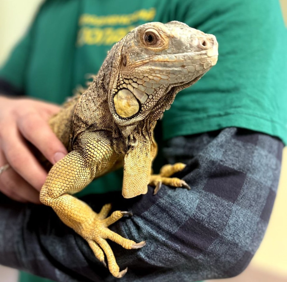 игуана0.jpg