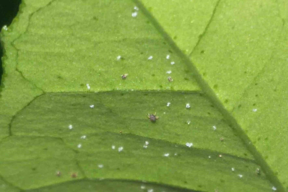 Как бороться с паутинным клещом 3.jpg