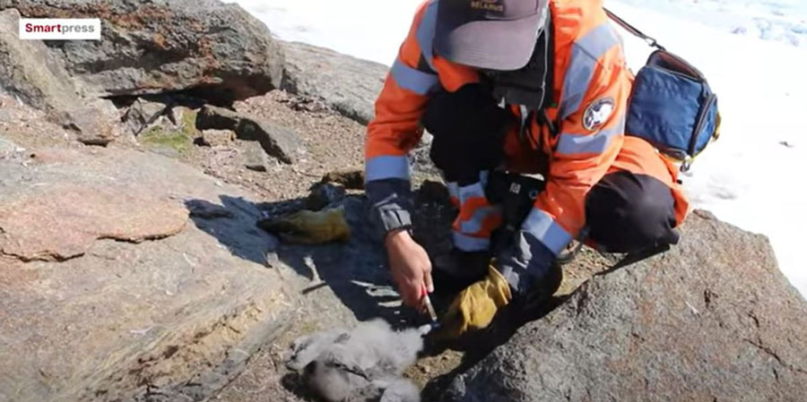 poliarniki3.jpg poliarniki3.jpg