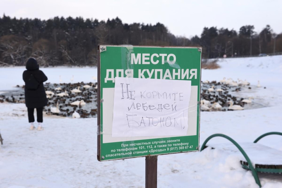 23-Волонтеры просят не кормить лебедей хлебом это вредно для птиц.jpg