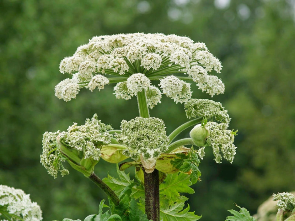 Борщевик Сосновского 2.jpg