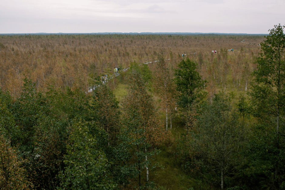 Серые журавли и Ельня 7.png