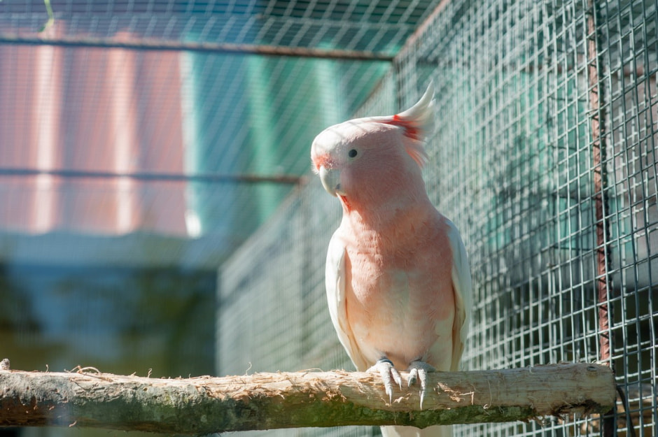 Семья Шокало и экзотический сад 22.jpg