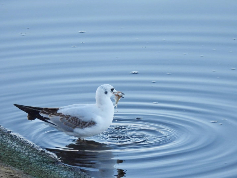 Водоплавающие птицы 6.jpg