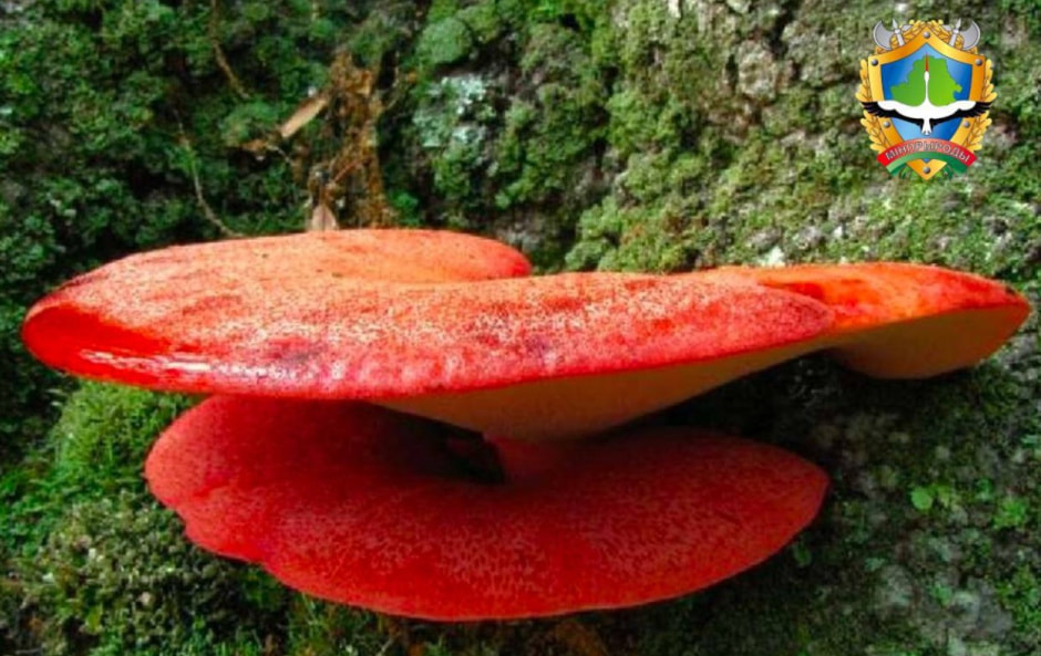 Краснокнижный гриб фистулина.jpg Краснокнижный гриб фистулина.jpg