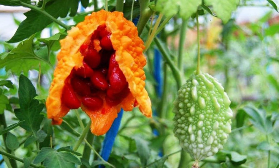 момордика 3.jpg