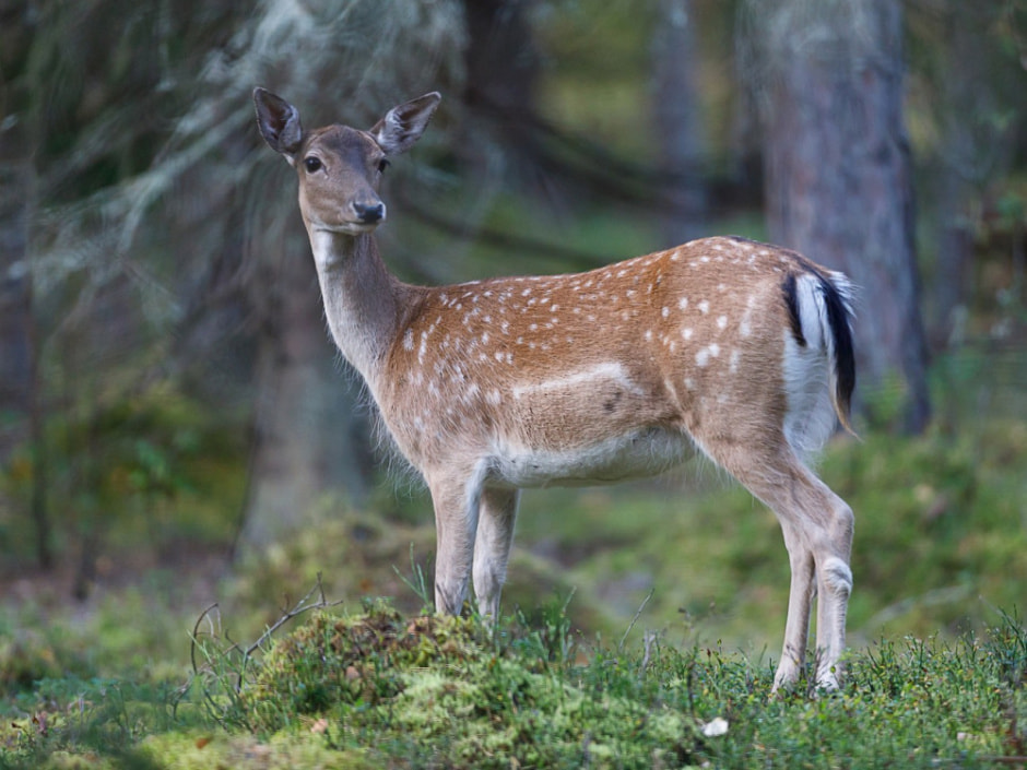 Европеиская лань 7.jpg