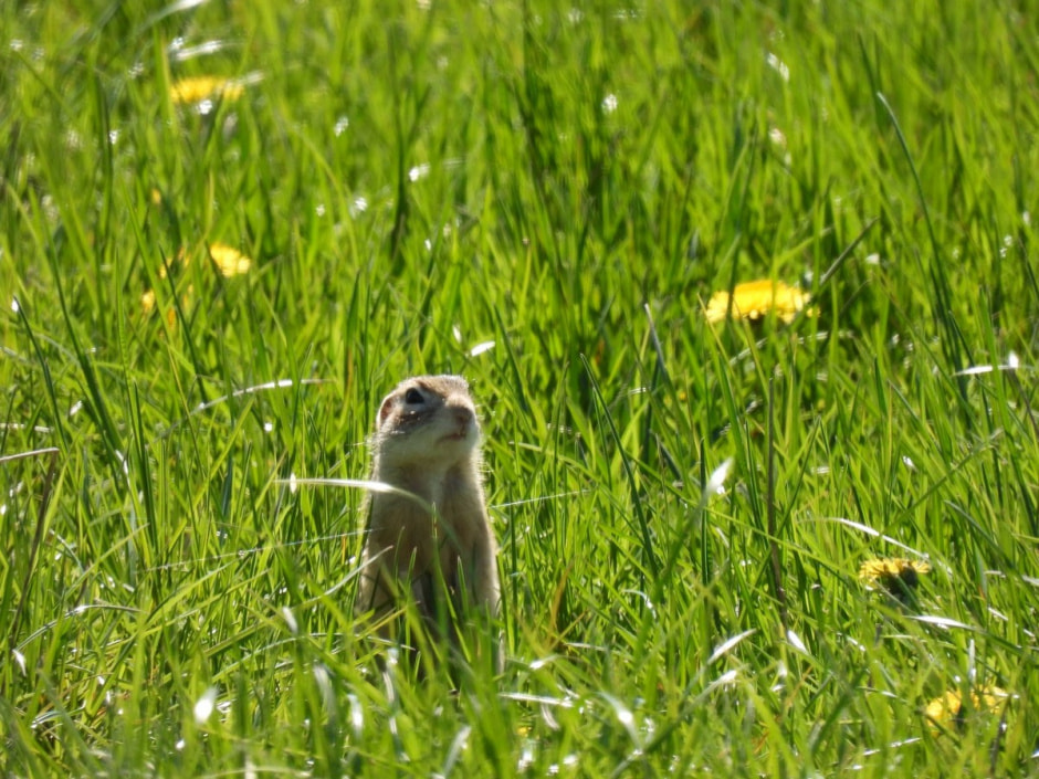 Наблюдаем за сусликами 8.jpg