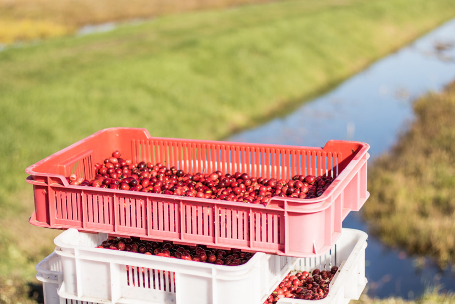 Полесские журавины 12.jpg