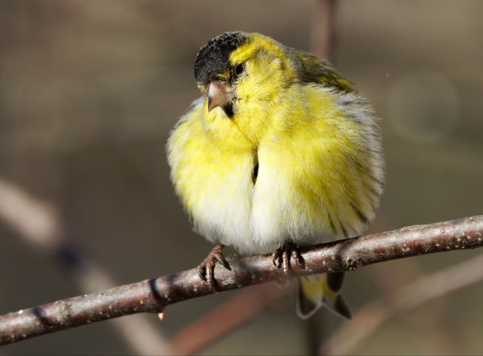 Инна Шкурко Чиж_самец.jpg