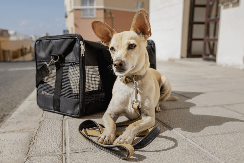 Переезд с животными 11.png