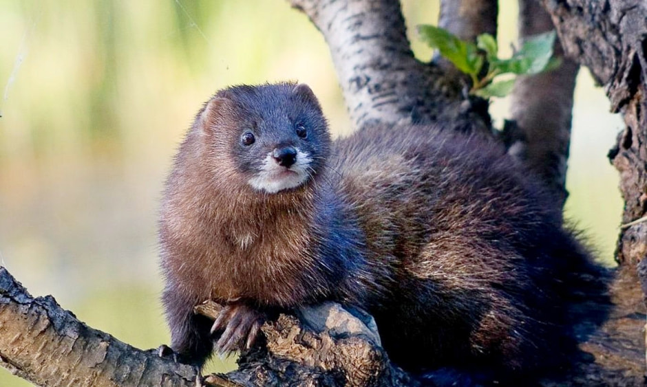 Инвазивные виды в Беларуси 4.jpg