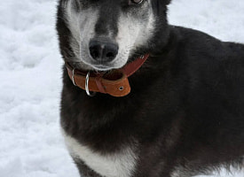 Министерство ЖКХ запускает проект о помощи бездомным животным и призывает белорусов подключаться