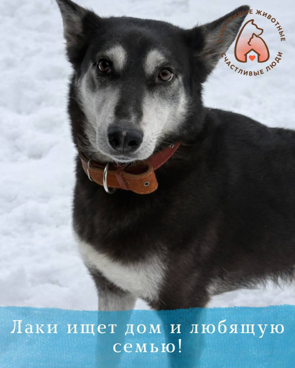 бездомная собака