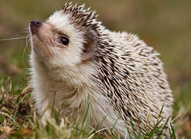 Минчан всё чаще “обижают” белки и ежи – люди бегут за прививками