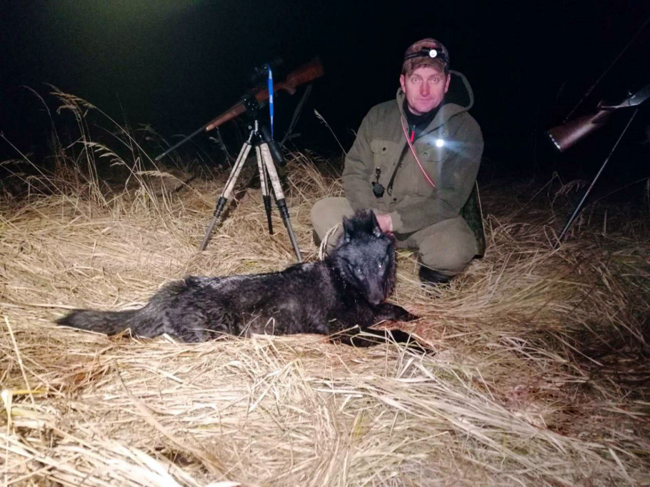 черный волк черный волк.png