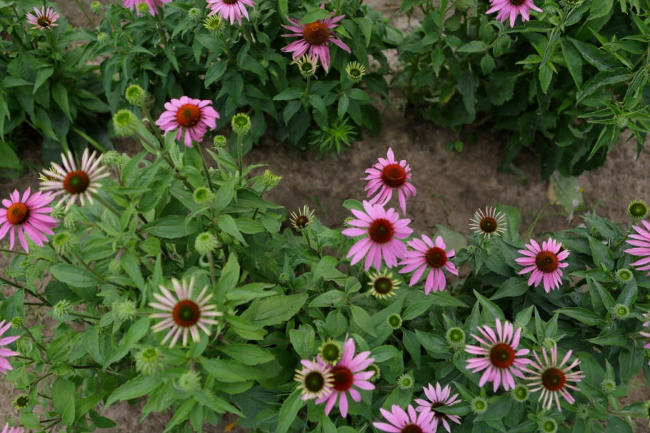 Фиточаи Калина 8.jpg